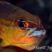 cardinalfish_goldbelly_bhr_tam_h_0306_bal6157.jpg